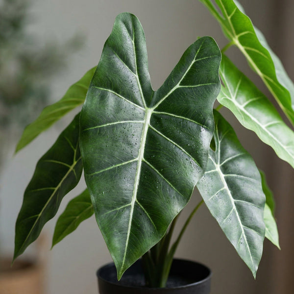 Kunst Alocasia (Olifantsoorplant) collectie Green Bubble
