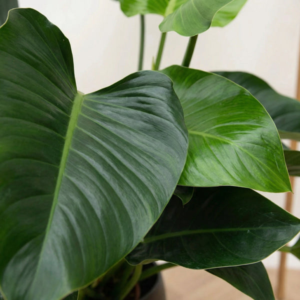 Philodendron collectie Green Bubble