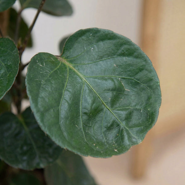 Polyscias (Aralia) collectie Green Bubble
