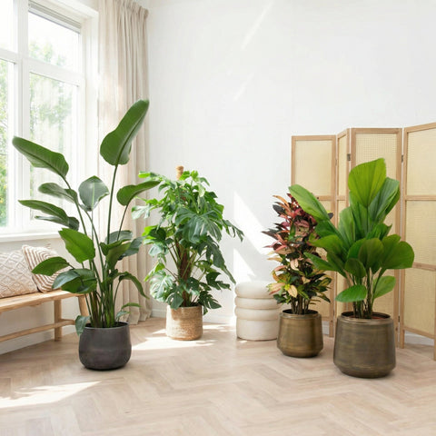 Air-purifying houseplants collectie Green Bubble