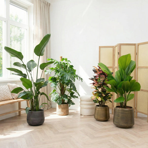 Luftreinigende Zimmerpflanzen