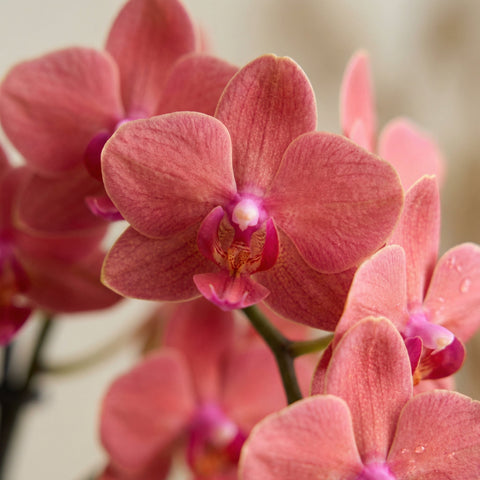Orchidée collectie Green Bubble