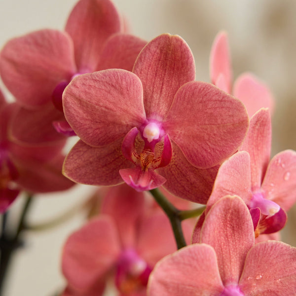 Orchidee collectie Green Bubble