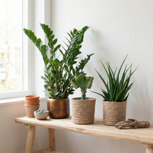 Vetplanten collectie Green Bubble