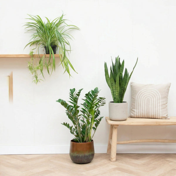 Pflegeleichte pflanzen collectie Green Bubble