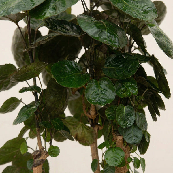 Polyscias Fabian collectie Green Bubble