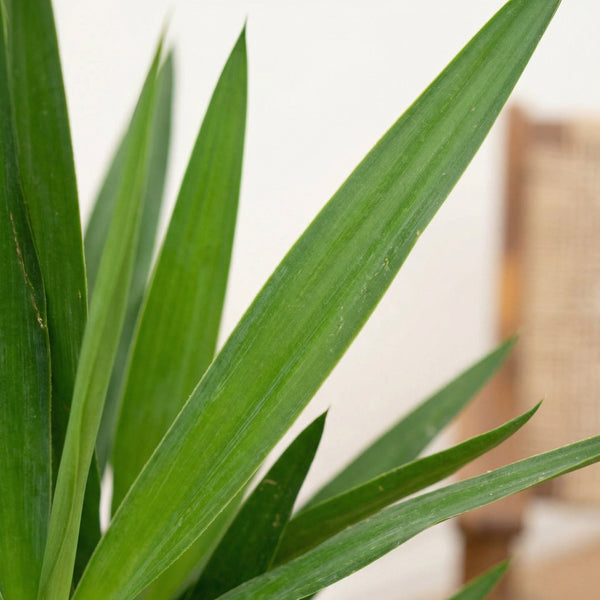 Yucca collectie Green Bubble