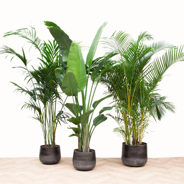 Plantes XL