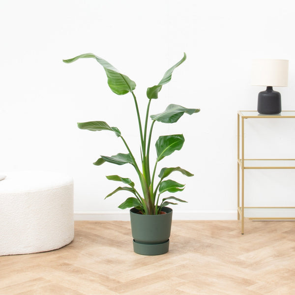 Normales Tageslicht collectie Green Bubble