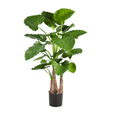 Art Alocasia Calidora