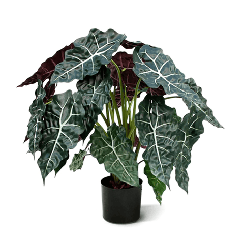 Kunst Alocasia Polly