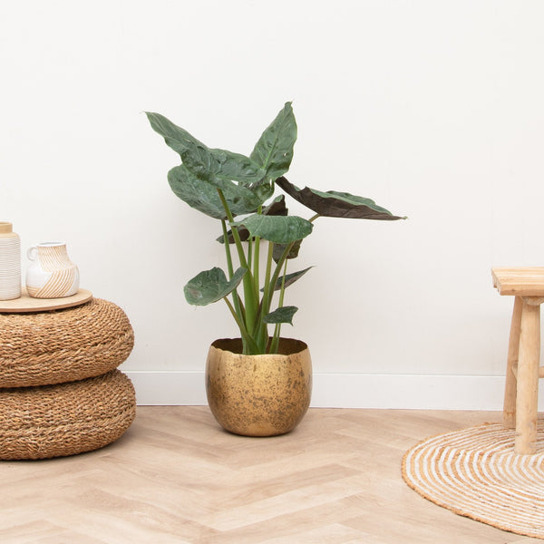 Alocasia Wentii collectie Green Bubble