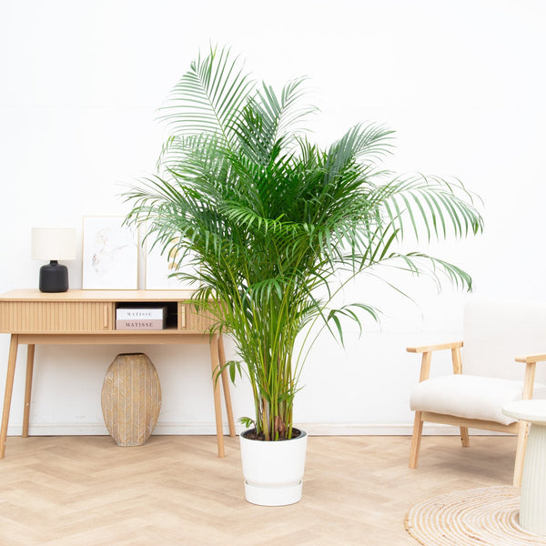 Palmenarten collectie Green Bubble