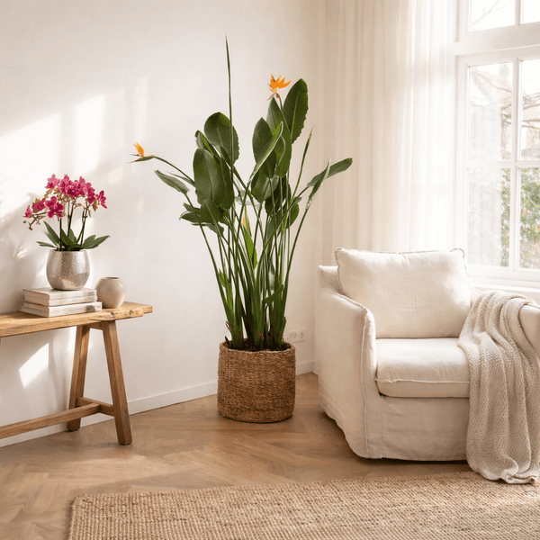 Bloeiende kamerplanten