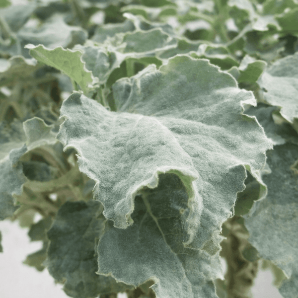 Kalanchoe collectie Green Bubble