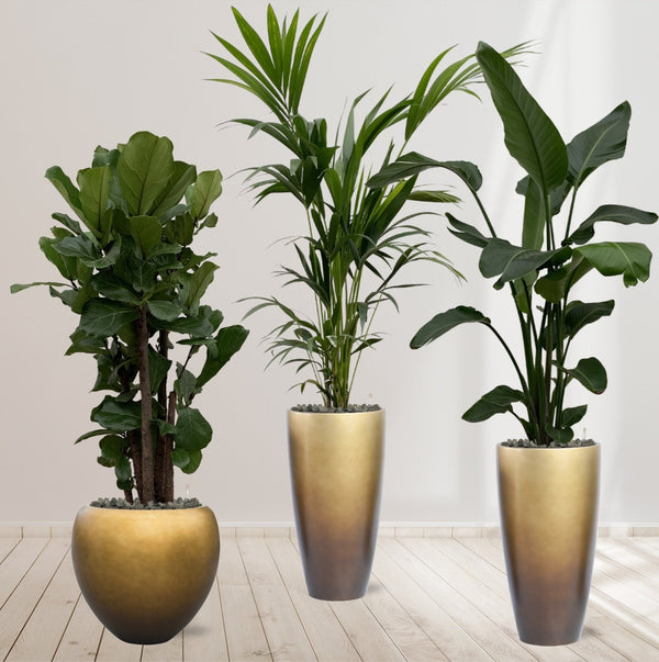 Combi deal plant + zelfwaterende pot collectie Green Bubble