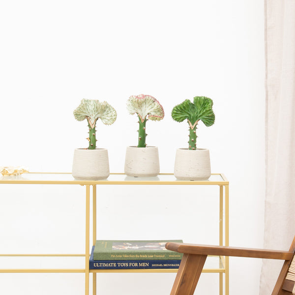 Euphorbia (cactus) collectie Green Bubble