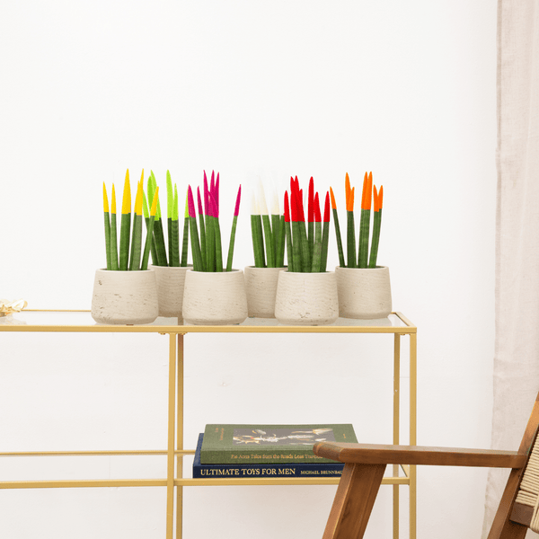 Einfache Zimmerpflanzen