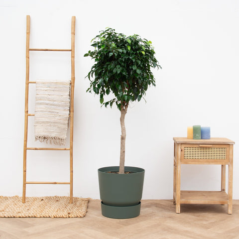 Pflege der Ficus Benjamina collectie Green Bubble