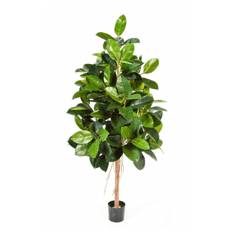 Art Ficus Elastica