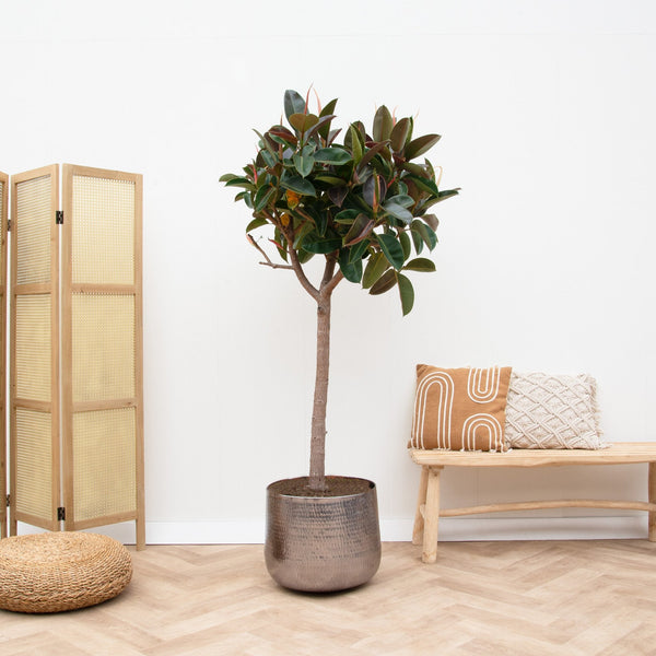 Ficus Elastica Robusta collectie Green Bubble
