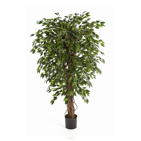 Art Ficus Hawaïen