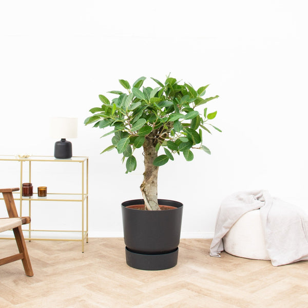 Ficus Benghalensis Audrey collectie Green Bubble