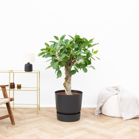 Pflege der Ficus Benghalensis Audrey collectie Green Bubble