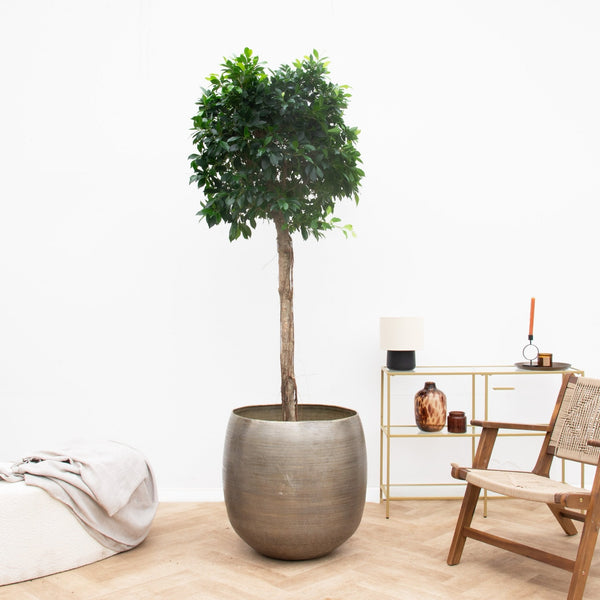 Ficus Nitida collectie Green Bubble