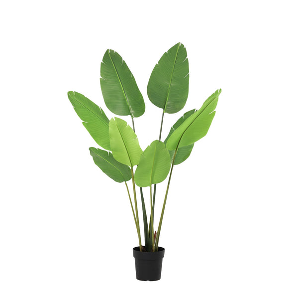 Kunst Strelitzia Nicolai