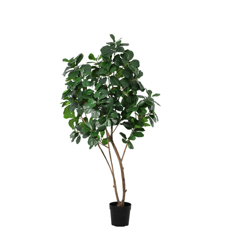 Art Ficus Lyrata