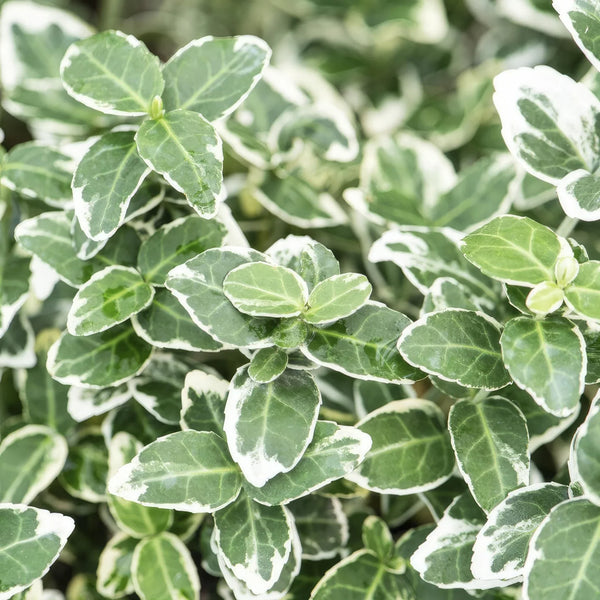Euonymus collectie Green Bubble