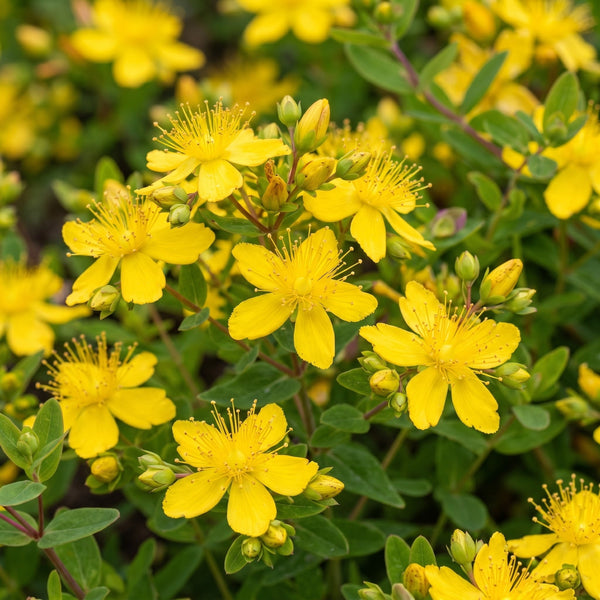 Hypericum (Sint-Janskruid)