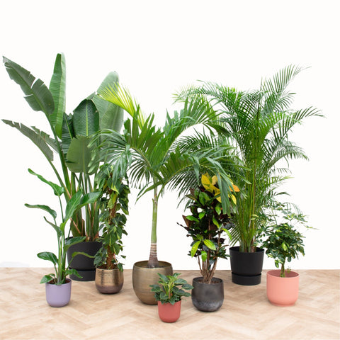 All houseplants