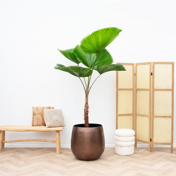 Große Blätter pflanzen