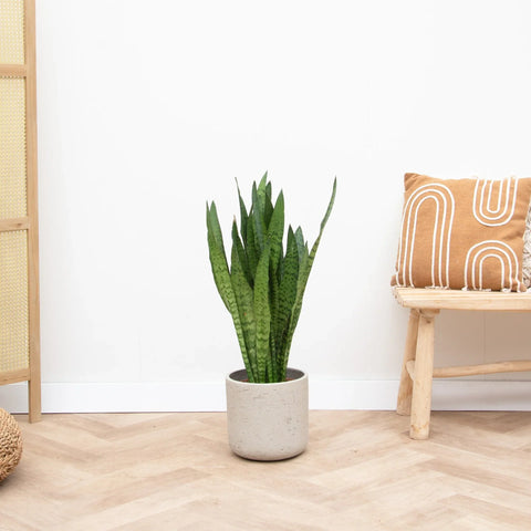Entretien Sansevieria collectie Green Bubble