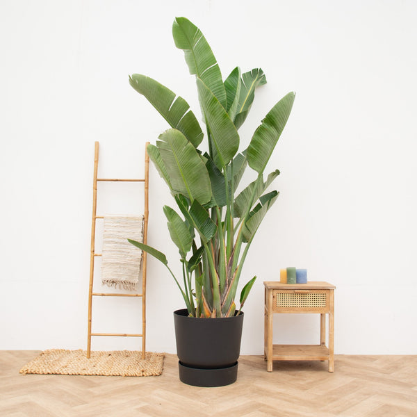 Strelitzia Augusta collectie Green Bubble