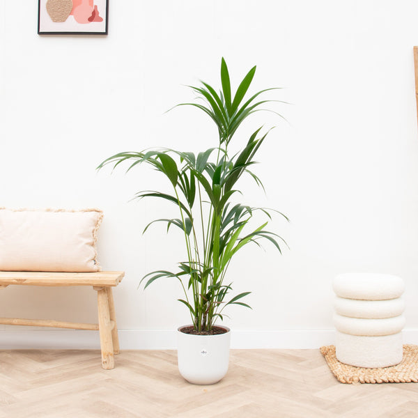 Tierfreundliche Zimmerpflanzen