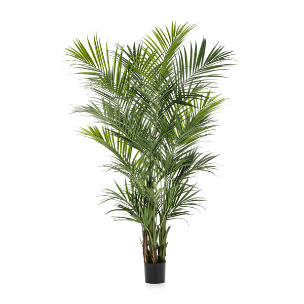 Kentia Kunst palm
