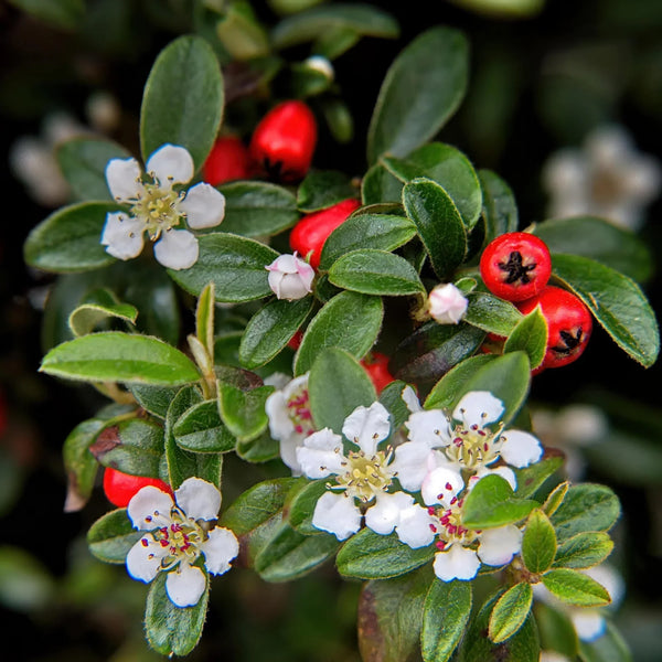 Cotoneaster collectie Green Bubble