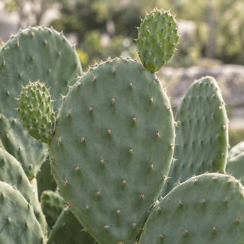 Pflege der Cactus Opuntia collectie Green Bubble