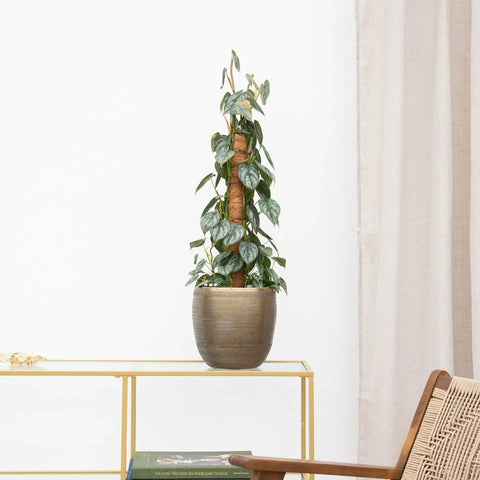 Entretien du philodendron collectie Green Bubble