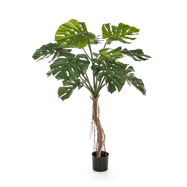 Kunst Philodendron Split Philo