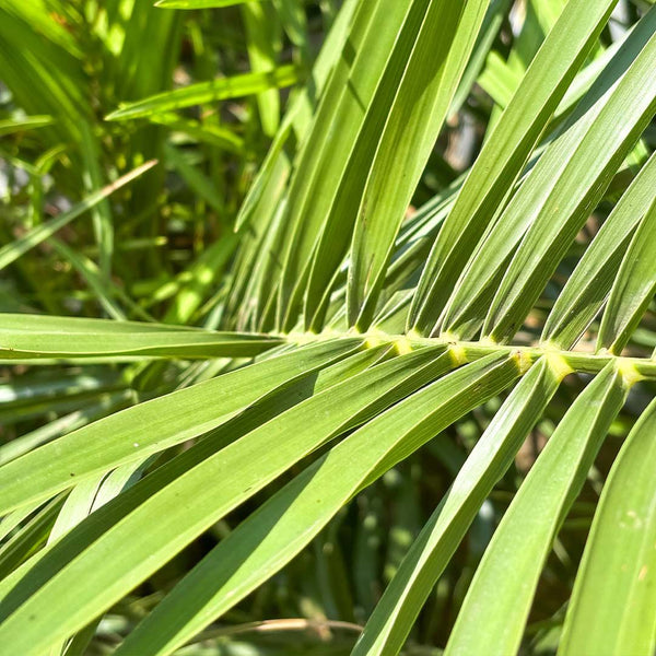 Phoenix Canariensis collectie Green Bubble