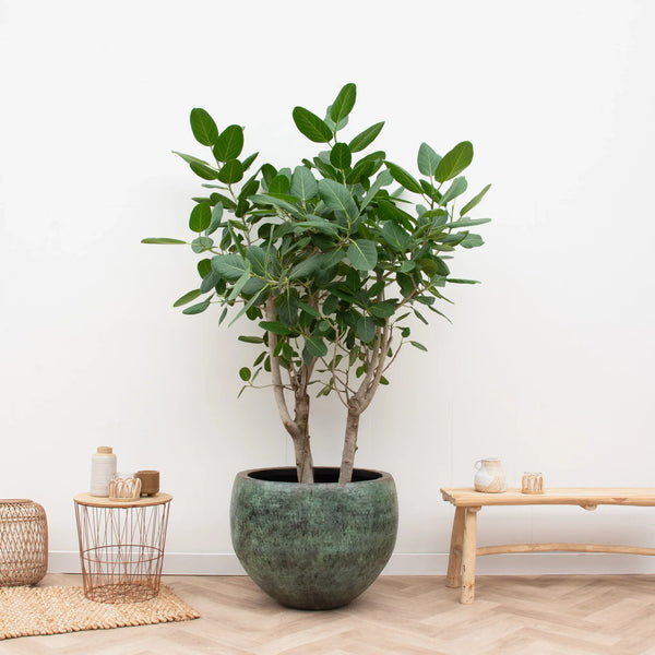 Luxuriöse Zimmerpflanzen