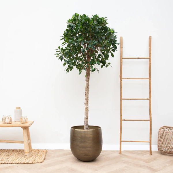 Exklusive Zimmerpflanzen