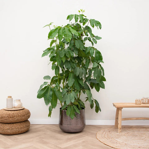Entretien Schefflera collectie Green Bubble