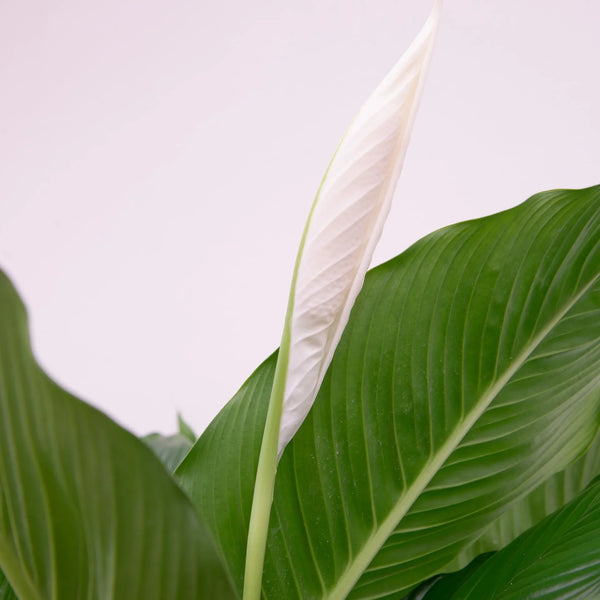 Spathiphyllum (Lepelplant) collectie Green Bubble