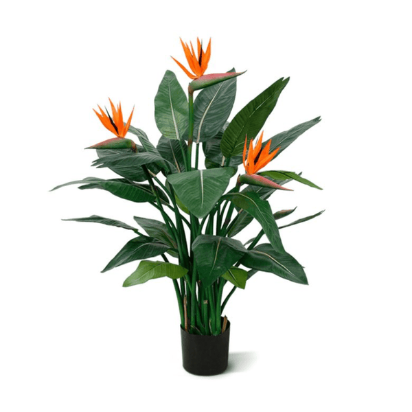 Kunst Strelitzia Reginae