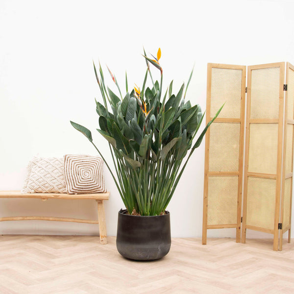 Strelitzia Reginae collectie Green Bubble